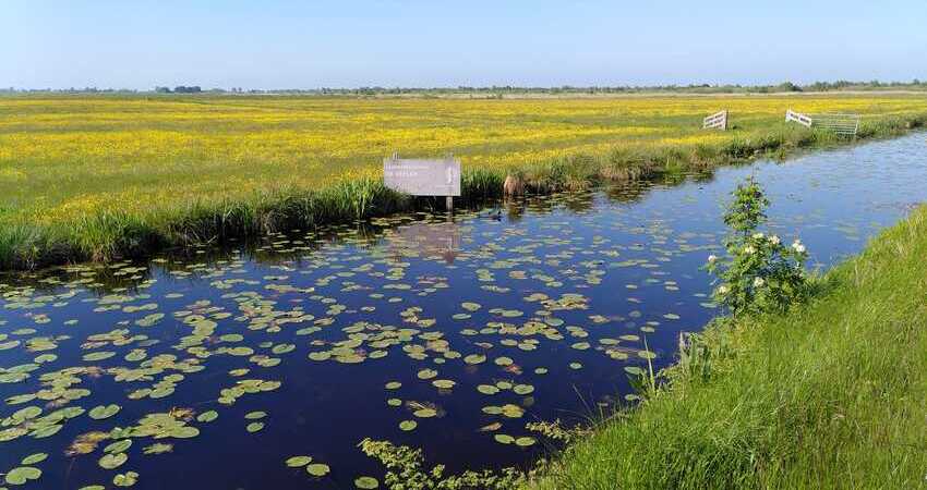 Foto van sloot met pompebleden en bord met de tekst laagveenreservaat de deelen